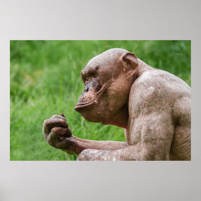 Hairless Chimpanzee Close-Up Poster (Front)