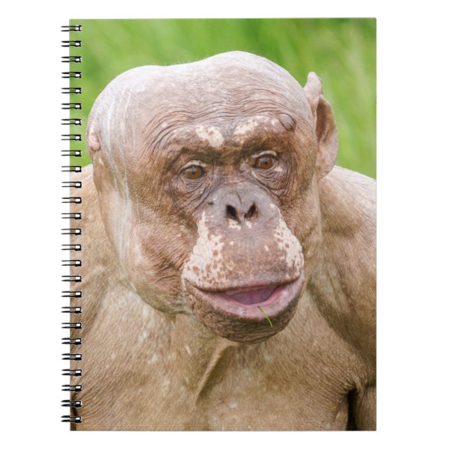 Hairless Chimpanzee Notebook (Front)