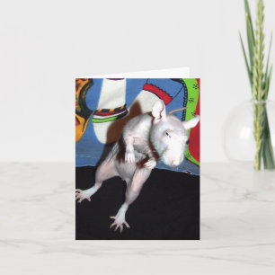 Hairless Pet Rat Note Card