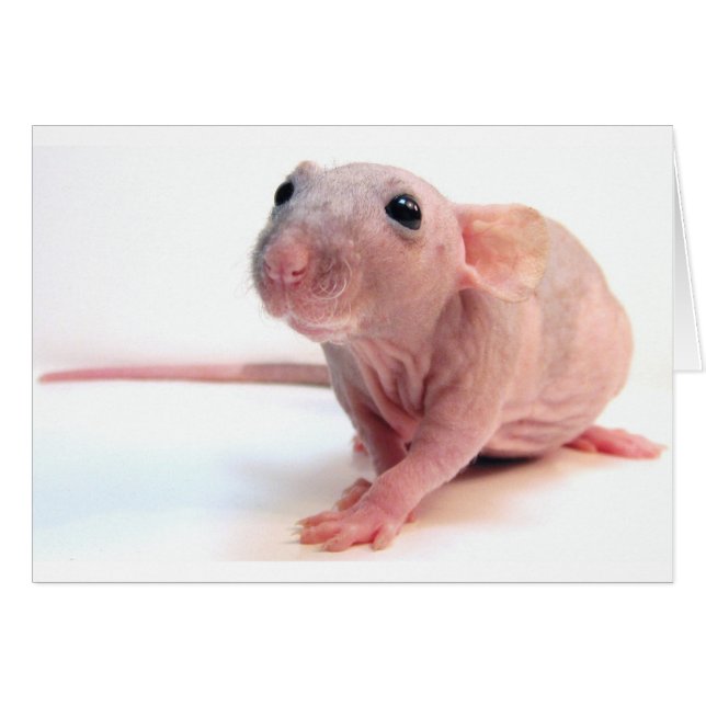 Hairless Rat (Front Horizontal)