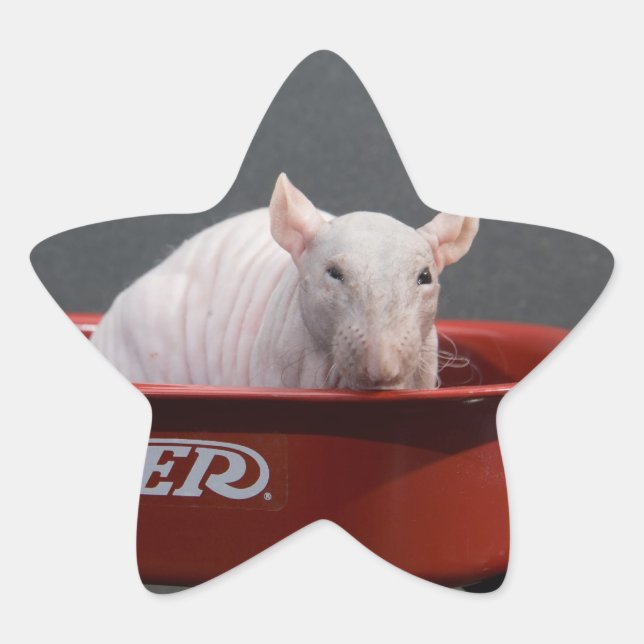 HAIRLESS RAT STAR STICKER (Front)