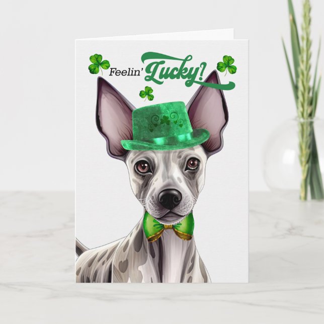 Hairless Terrier Feelin' Lucky St Patrick's Day Holiday Card (Front)