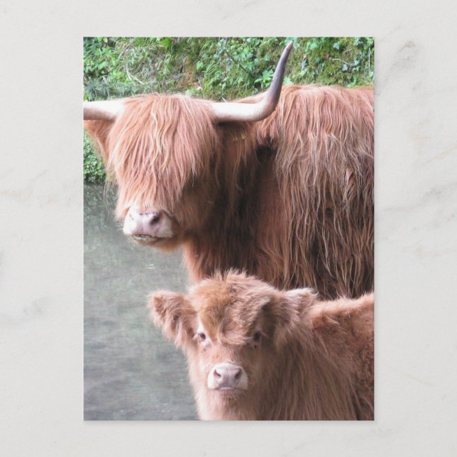 Hairy Coos: Highland Cattle Cow and Calf Postcard (Front)