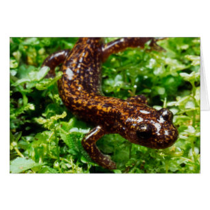 Hakone salamander