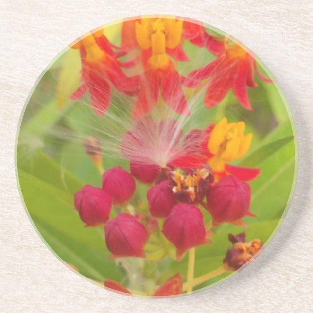 Hakuna Matata lovely green red yellow Flower Buds. Coaster (Front)