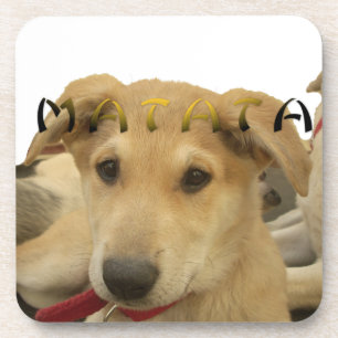 "Hakuna Matata Pup" – Worry-Free Puppy Love Coaster