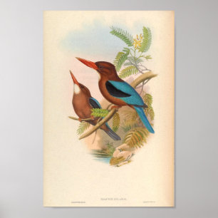 Halcyon Cularis Kingfisher Vintage Birds Poster
