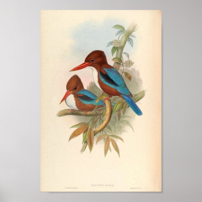 Halcyon Fusca White Throated Kingfisher Poster (Front)