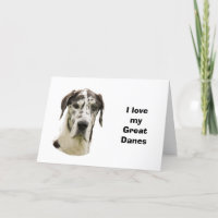 Halequin Great Dane portrait photo