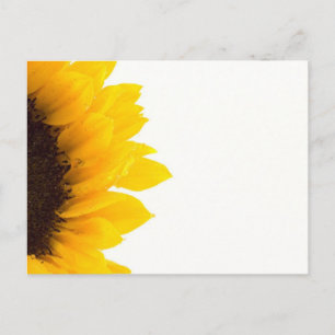 Half a Sunflower Postcard