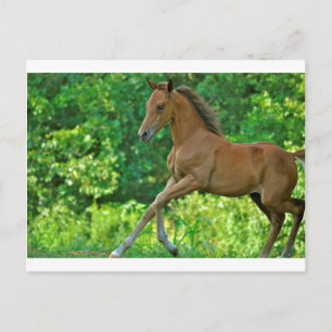 Half Arabian Colt Postcard
