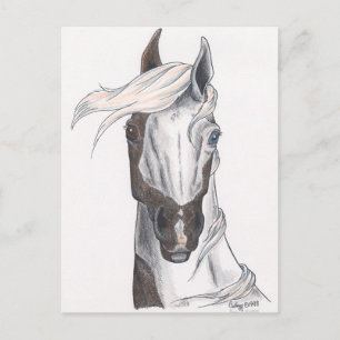 Half Bald Paint Postcard