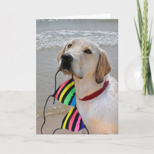 Half Birthday Labrador retriever with bikini Card