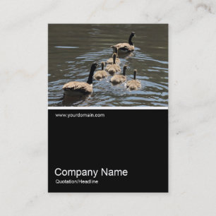 Half&Half Photo 0326 - Canada Geese with Goslings Business Card