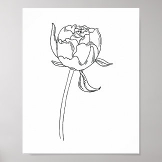 Half open peony flower bud drawing on poster