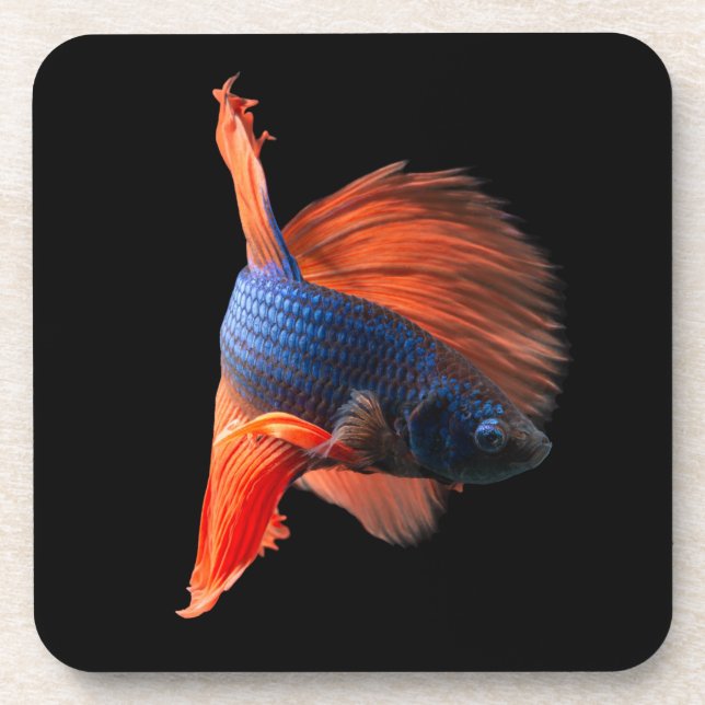 Halfmoon Betta Fish Coaster (Front)