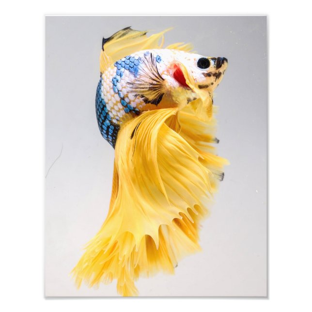 Halfmoon Betta Fish Photo Print (Front)
