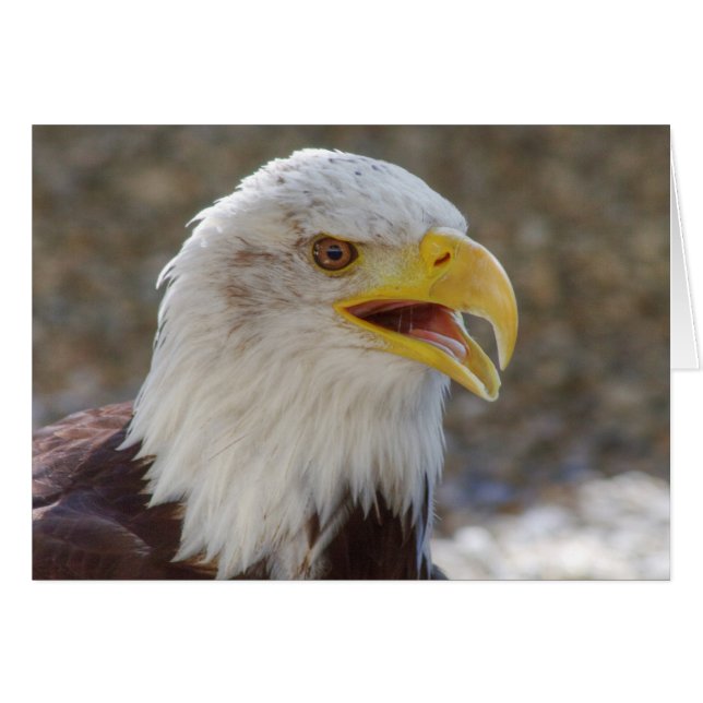 Haliaeetus leucocephalus (Front Horizontal)