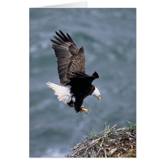 Haliaeetus leucocephalus (Front)