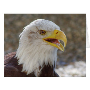 Haliaeetus leucocephalus