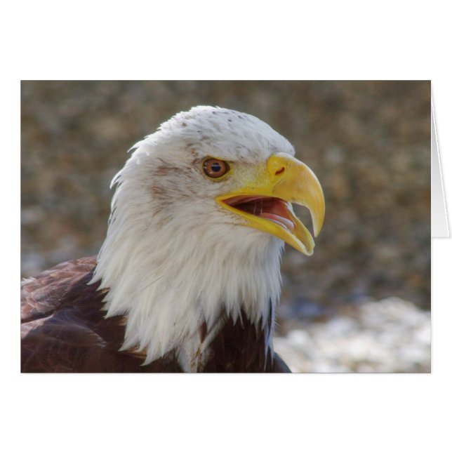 Haliaeetus leucocephalus (Front Horizontal)