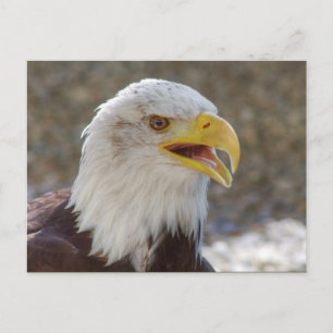 Haliaeetus leucocephalus postcard