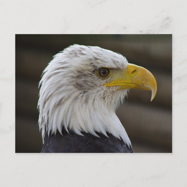 Haliaeetus leucocephalus postcard (Front)