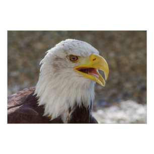 Haliaeetus leucocephalus poster