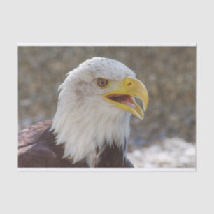 Haliaeetus leucocephalus tissue paper