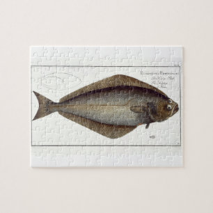 Halibut (Pleuronectes Hippoglossus) plate XLVII fr Jigsaw Puzzle