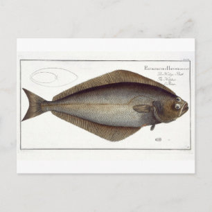 Halibut (Pleuronectes Hippoglossus) plate XLVII fr Postcard
