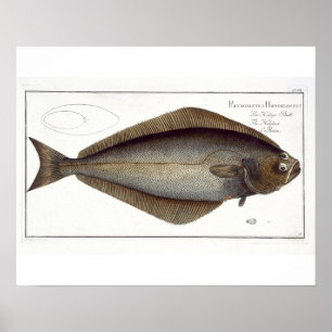 Halibut (Pleuronectes Hippoglossus) plate XLVII fr Poster