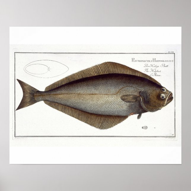 Halibut (Pleuronectes Hippoglossus) plate XLVII fr Poster (Front)