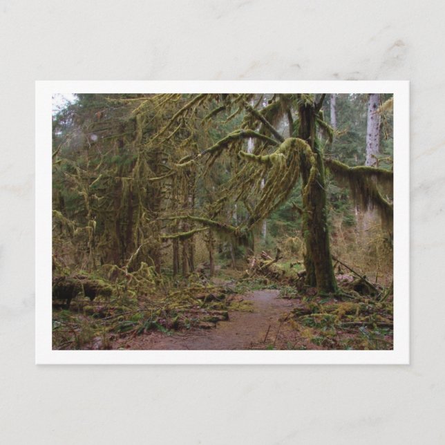 Hall of Mosses at Hoh Rainforest Postcard (Front)