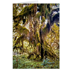 Hall of Mosses Trail, Olympic National Park