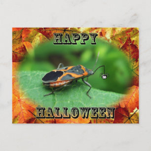 Halloween Box Elder Bug Coordinating Items Postcard