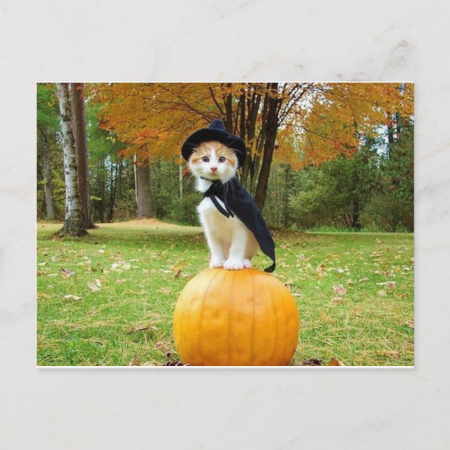 Halloween Cat On A Orange Pumpkin Postcard (Front)