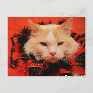 Halloween Cat Postcard