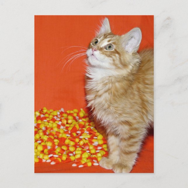 Halloween cat postcard (Front)