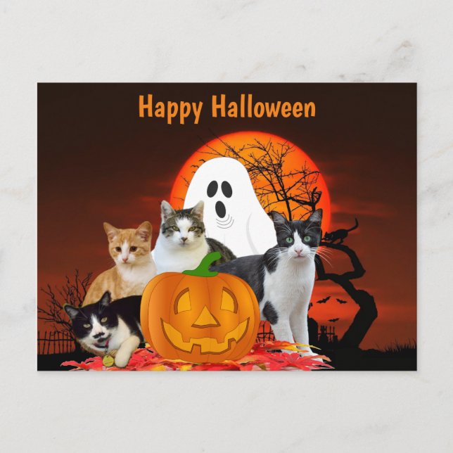 Halloween Cats in Graveyard with Ghost / Cat Lover Postcard (Front)