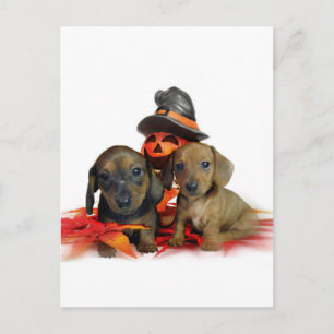 Halloween Dachshund puppies Postcard