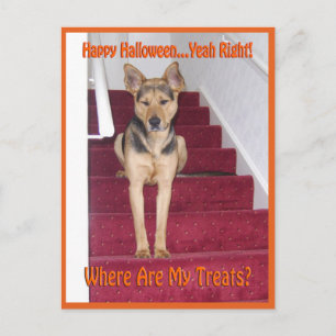 Halloween Dog and No Treats Postcard