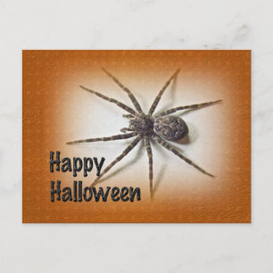 Halloween Greetings - Dolomedes tenebrosus Spider Postcard