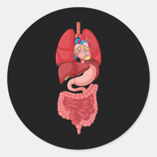 Halloween  Internal Organ Diagram Anatomy  Classic Round Sticker