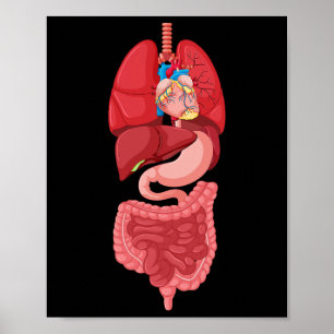 Halloween Internal Organ Diagram Anatomy Poster