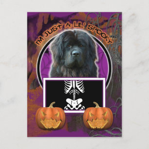 Halloween - Just a Lil Spooky - Newfoundland Postcard