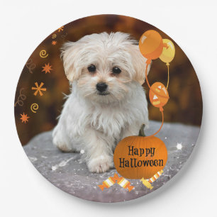 Halloween, Maltese Puppy,  Paper Plate