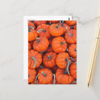 Halloween Mini Pumpkin Fall Autumn Pattern Photo Postcard