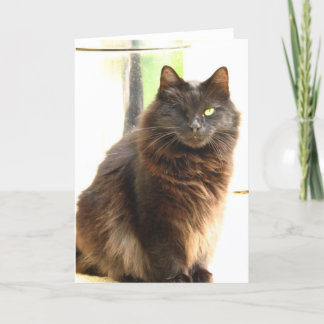 Halloween-One Eyed Black Cat Card
