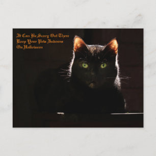 Halloween Pets Postcard